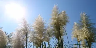 長瀞秋の七草寺めぐり