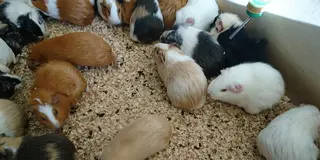 井の頭自然文化園の動物園と水生物園