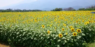 北杜市明野サンフラワーフェス