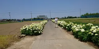 ふじとあじさいの道