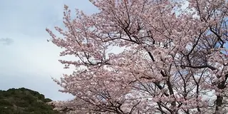 三重県・大台町桜スポット巡り２０１６