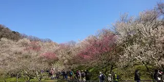 先人の夢をつなぐ第４０回高尾梅郷　梅まつり