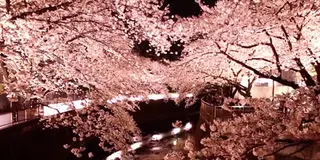 渋谷から20分桜も新緑も素晴らしい場所★成城学園前