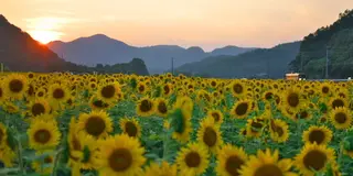 関西最大級の南光ひまわり畑を見に行こう！