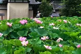 7月　薬師池公園