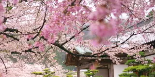 龍野城の桜