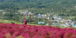 秋のコキア散策と秘境温泉の旅