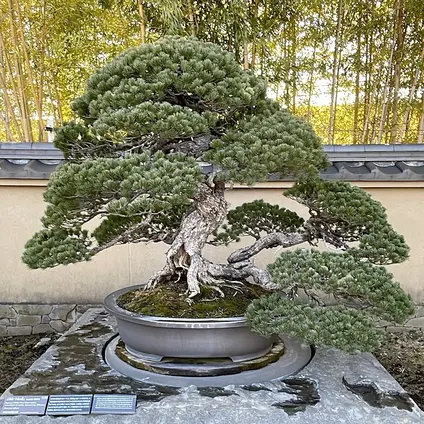 大宮盆栽美術館