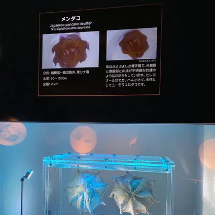 鴨川シーワールド