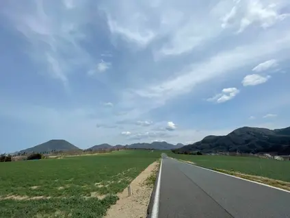 らっきょう畑