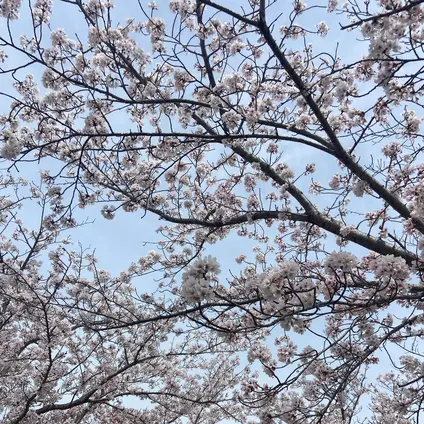 おの桜づつみ回廊
