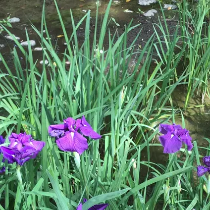 千葉公園