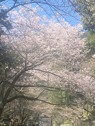 金比羅山