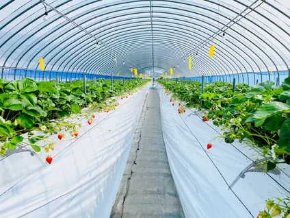 太陽社