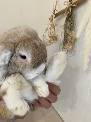 アニマルカフェ Haru-Haru Farm
