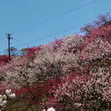 月川温泉の花桃