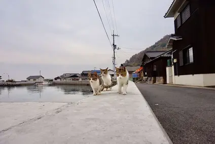 佐柳島