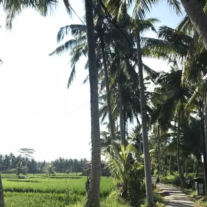Ubud