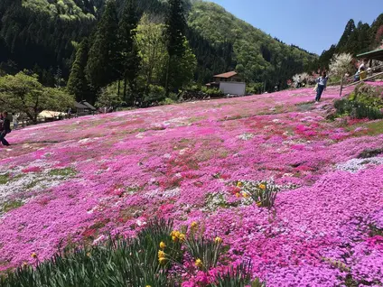 國田家の芝桜