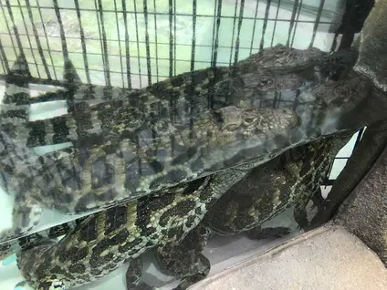 熱川バナナワニ園