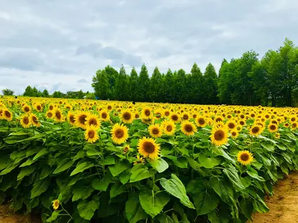 世羅高原農場