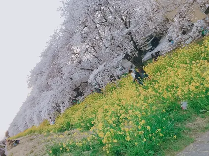 熊谷桜堤