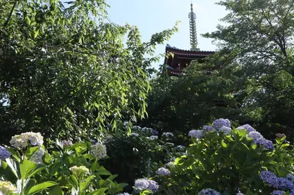 本土寺（あじさい寺）