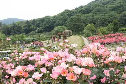 茨城県フラワーパーク