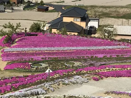 芝桜富士