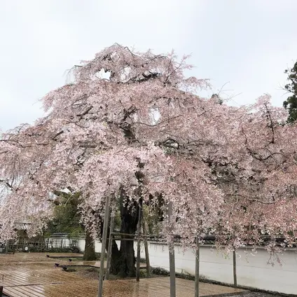 醍醐寺