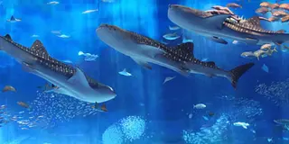 わんこと沖縄