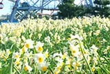 1月　葛西臨海公園　水仙