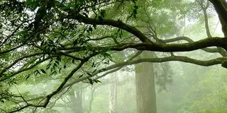 自然が好き♪屋久島が好き♪♪