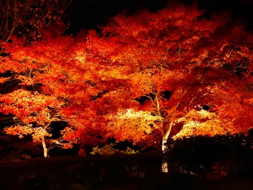 ［神奈川］ 紅葉をゆっくり楽しめる隠れスポット♪