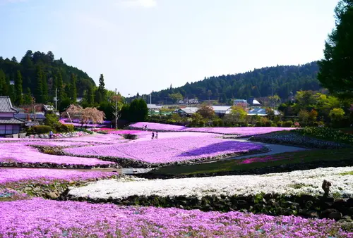 三田市の芝桜　花のじゅうたんとお蕎麦を巡る旅