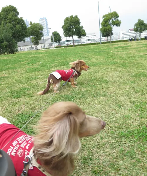 愛犬と一緒にＭＭ２１散歩