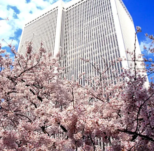 赤坂　桜坂でお花見　アークヒルズ桜まつり