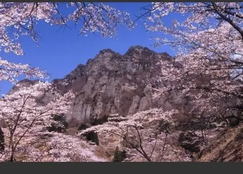 毎年5月3日だけイベントが開催されるさくらの里