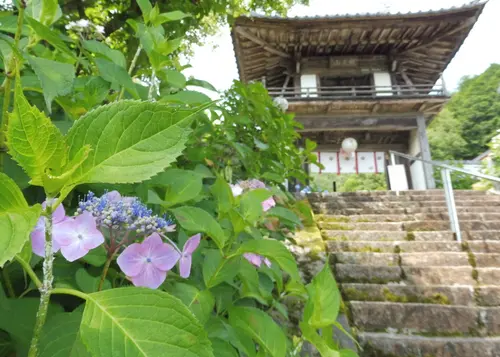 あじさいの山寺、三光寺と古田紹欽記念館