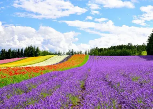 絶景HOKKAIDO