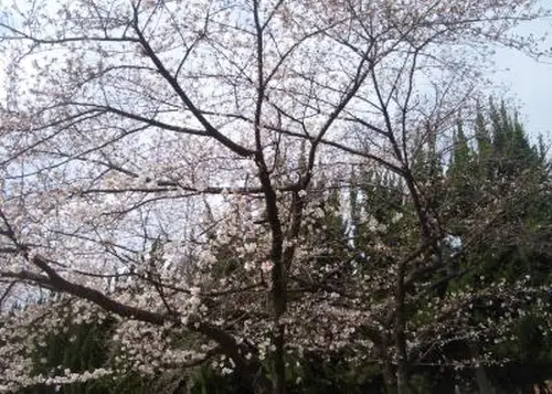 桜の名所・桜之宮公園を散策