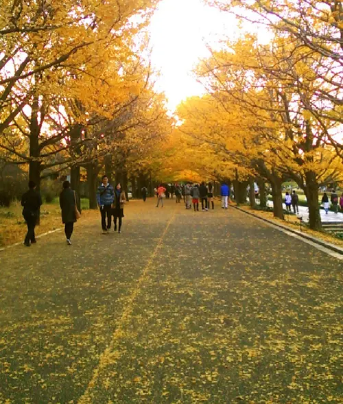 秋におすすめ。紅葉狩りならここで決まり！