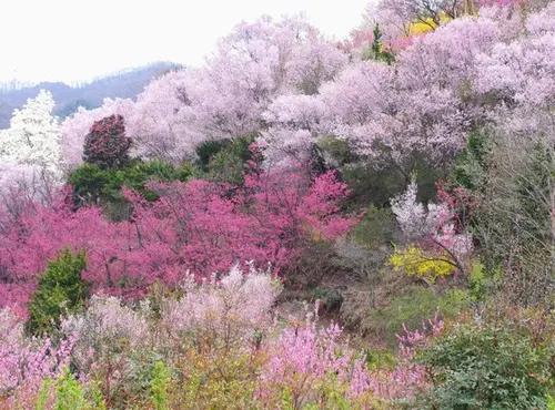 【花見山・飯坂温泉】花と温泉の旅(日帰り)