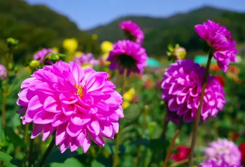 秋に開園　2つのダリヤ園を観賞してみましょう
