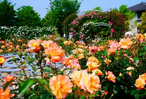 夫婦で春のバラ園へお出かけ・綾部～篠山一泊二日の旅