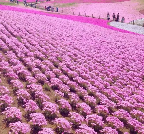 ４月中旬〜GWが見頃！埼玉・秩父へ芝桜を見に行こう！