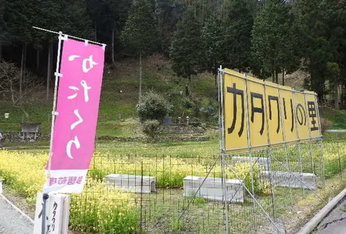 もう終わってたカタクリの花