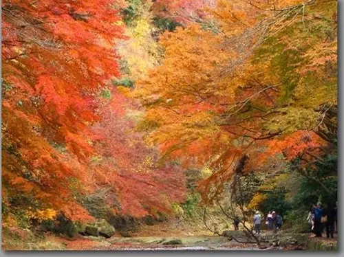 紅葉を愛でながら房総大多喜町の郷土料理「太巻き祭り寿司」を探しに行く