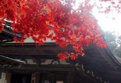 紅葉＆秘仏公開♡湖東三山と周辺の社寺