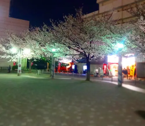 あと、3日くらいかな…。駒込は染井吉野の発祥地。桜の聖地を夜散歩☆